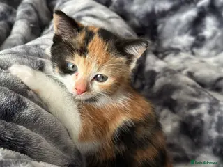 Mixed Breed cats Turkish Angora x Ragdoll x BLH - Advert 11
