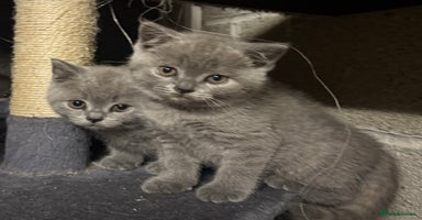 British Shorthair cats - Advert 6