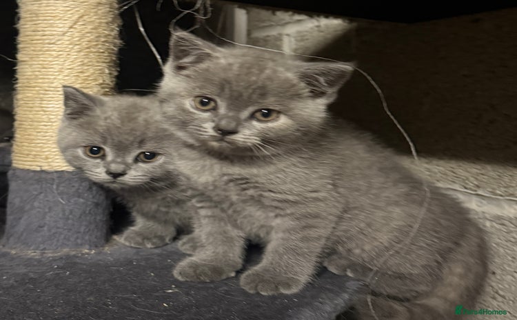 British Shorthair cats - Advert 1