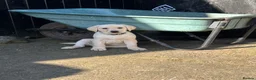 Labrador Retriever dogs for sale: Beautiful Labrador Puppies - Advert 2