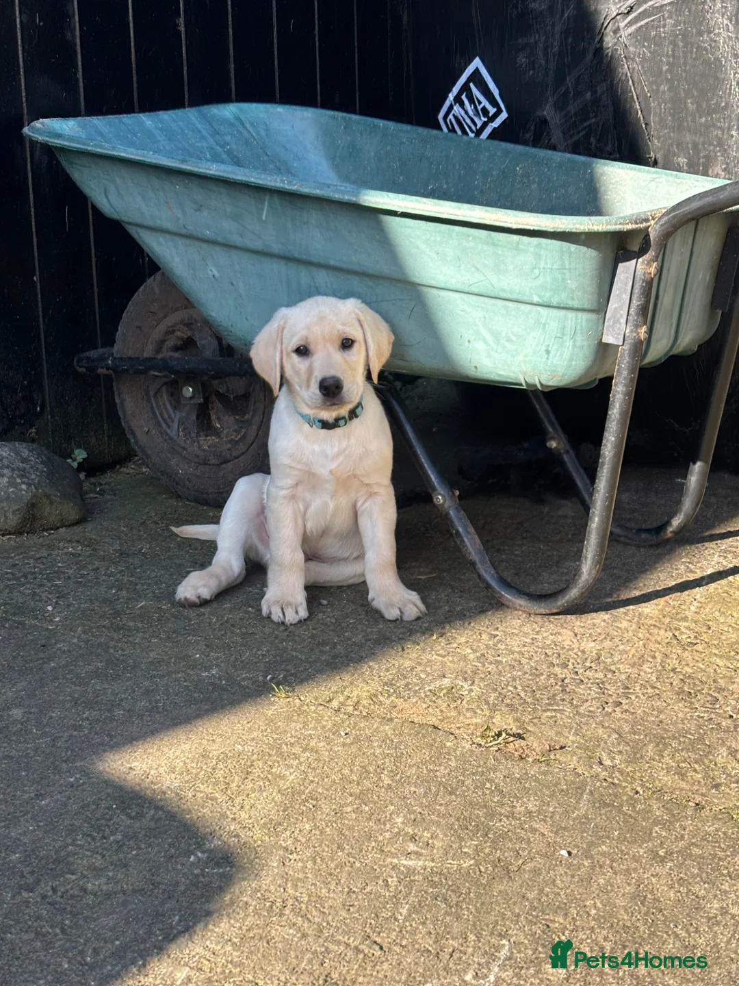 Labrador Retriever dogs for sale: Beautiful Labrador Puppies - Advert 2