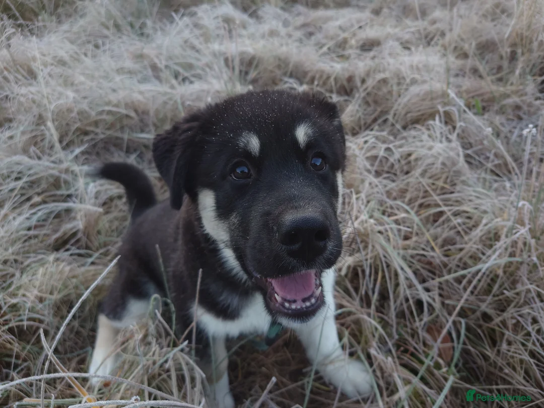 Mixed Breed dogs for sale: Siberian Husky x (Alaskan Malamute x English Bull) - Advert 10