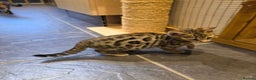 Bengal cats for sale: Outstanding quality Brown rosetted bengal kittens  - Advert 10