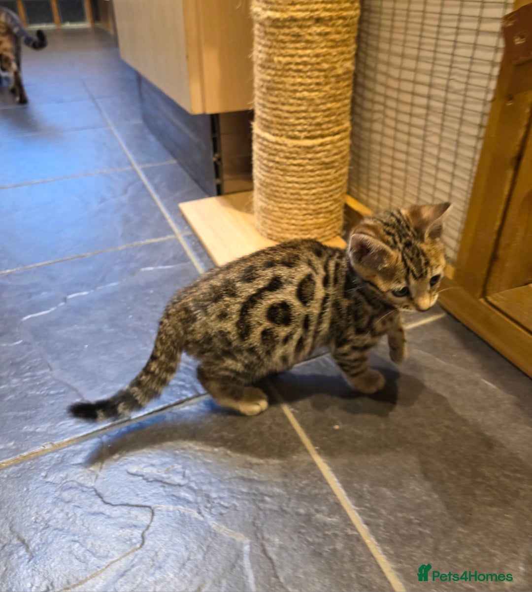 Bengal cats for sale: Outstanding quality Brown rosetted bengal kittens  - Advert 10