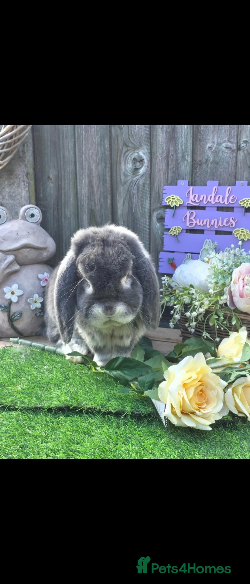 French Lop rabbits Blue Fox french lop buck - Advert 3