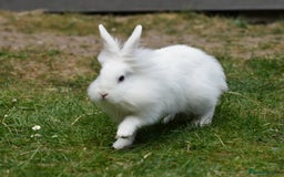 Mixed Breed rabbits for sale: 6 Month Old Lionhead x Angora Does - Image 6