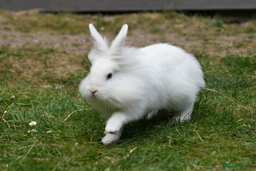 Mixed Breed rabbits for sale: 6 Month Old Lionhead x Angora Does - Image 6