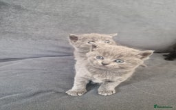 British Shorthair cats for sale: Beautiful British shorthair female kittens - Image 7
