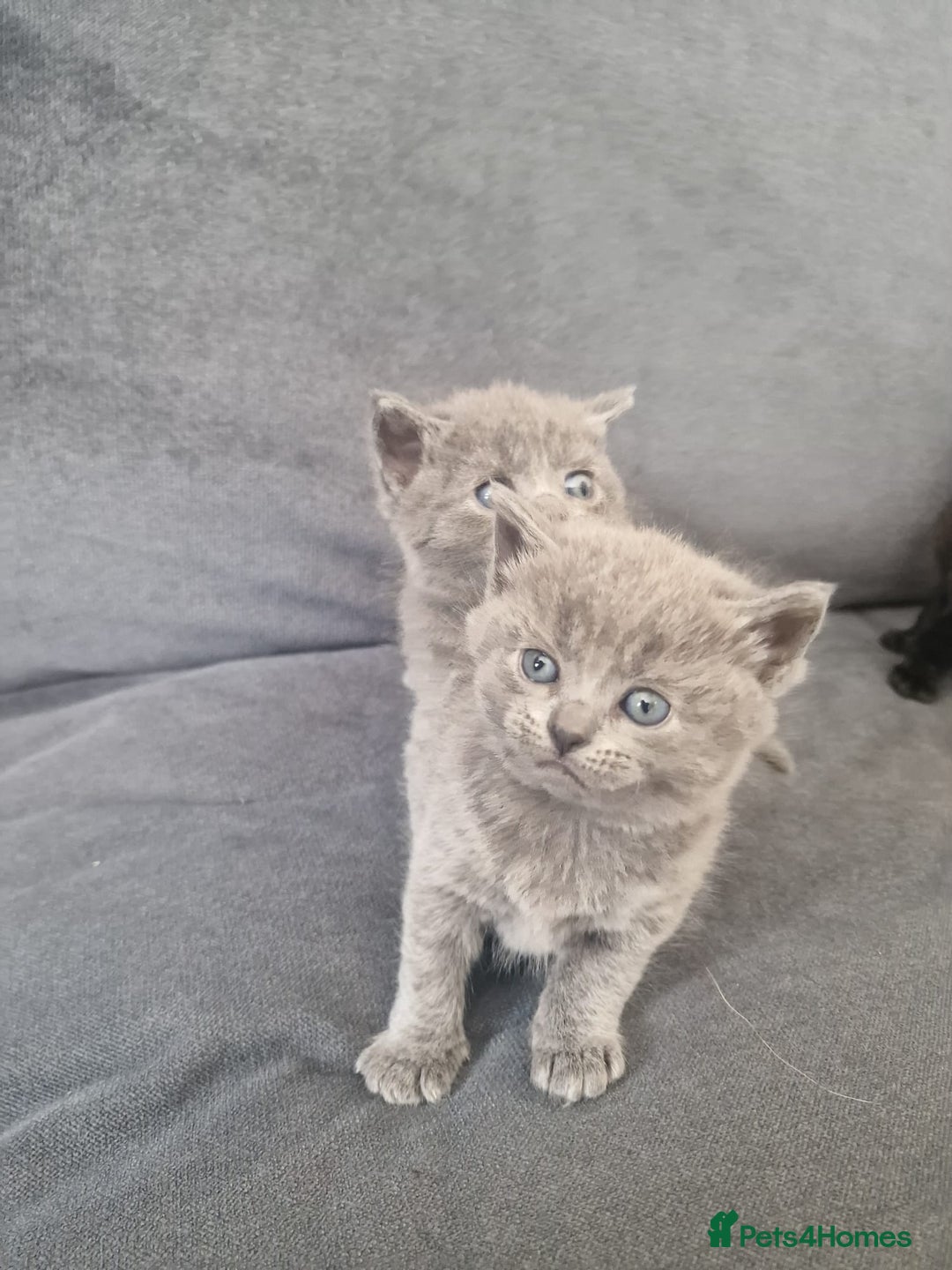British Shorthair cats for sale: Beautiful British shorthair female kittens - Image 7