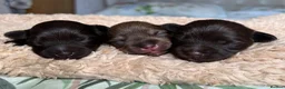 Miniature Schnauzer dogs for sale: KC MAC/BVA Chocolate Miniature Schnauzers - Advert 5