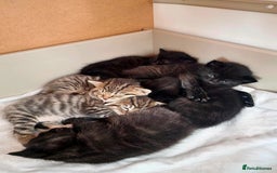 Mixed Breed cats for sale: Beautiful kittens for loving homes from 8th Aug  - Image 17