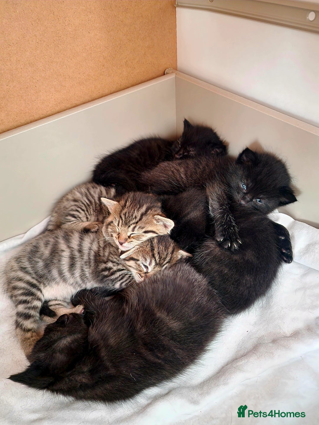 Mixed Breed cats for sale: Beautiful kittens for loving homes from 8th Aug  - Image 17