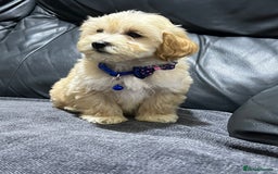 Maltipoo dogs for sale: Gourgeous maltipoo litter 🐶🐾 - Image 6
