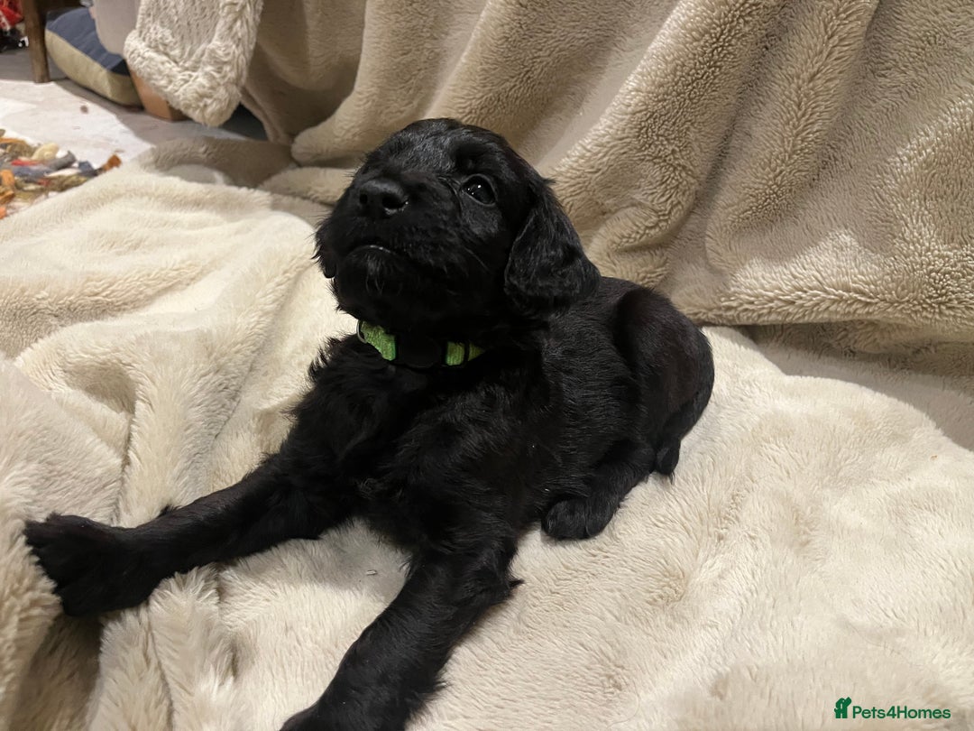 Mixed Breed dogs for sale: Springer Schnoodle puppies  - Advert 15