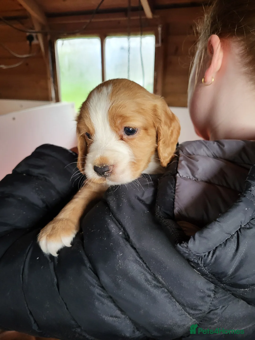 Cocker Spaniel dogs for sale: Cocker spaniel puppies  - Advert 2