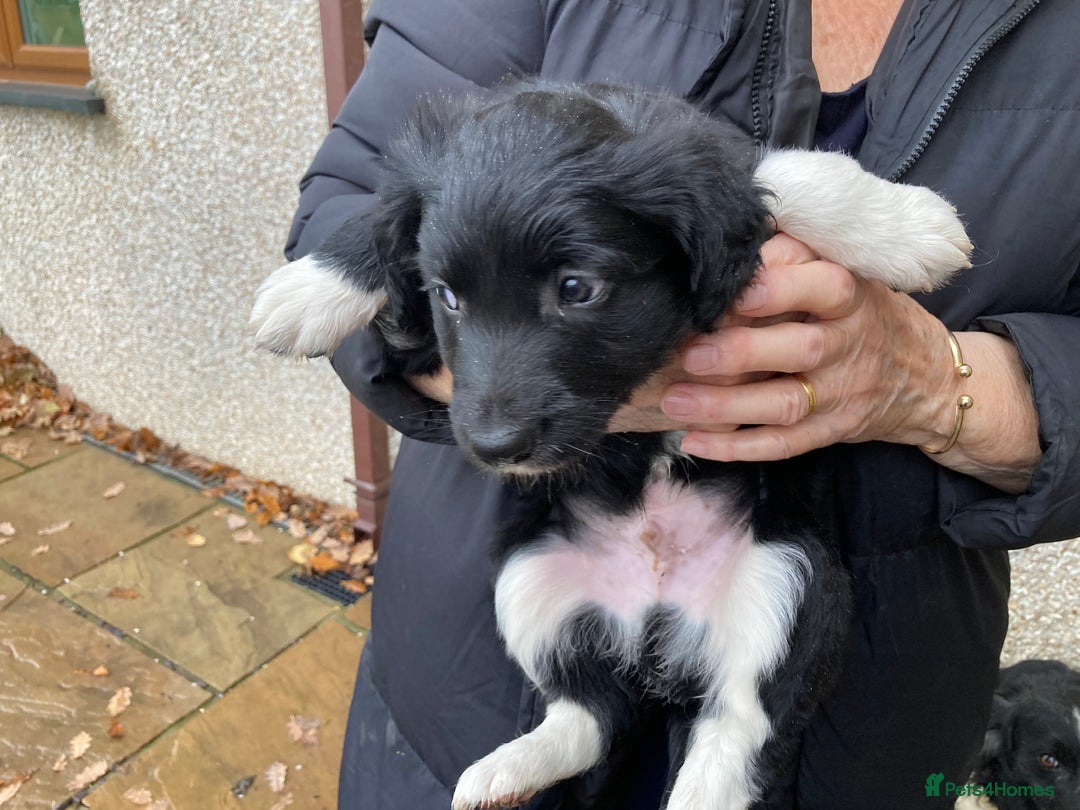 Sprollie dogs for sale: Male Sprollie Pup - Advert 2