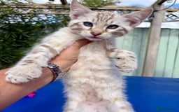 Savannah cats for sale: Superb snow leopard boys - Image 16