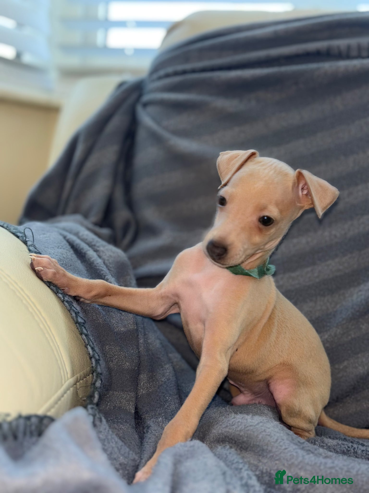 Italian Greyhound dogs Last 4 boys ! Kc Italian greyhound puppies   - Advert 7