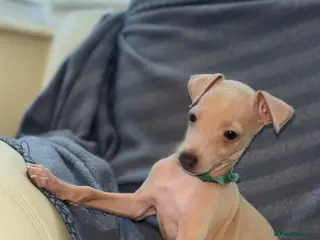 Italian Greyhound dogs Last 4 boys ! Kc Italian greyhound puppies - Advert 7