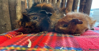 Guinea Pig rodents - Advert 9