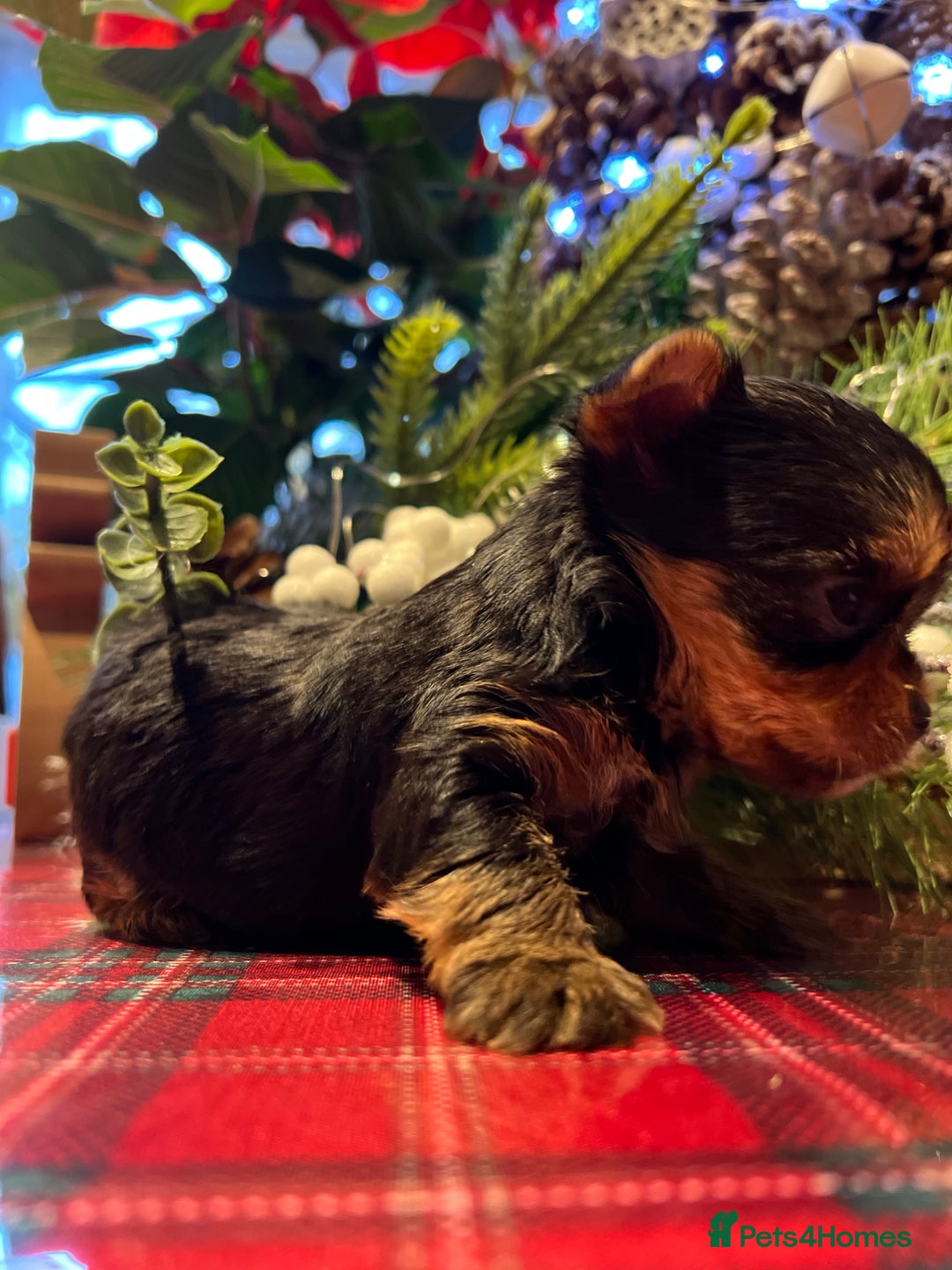 Yorkshire Terrier dogs for sale: Little pedigree yorkie pups - Advert 4