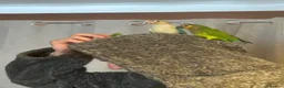 Conures birds for sale: Pair of conures in Ipswich - Advert 2