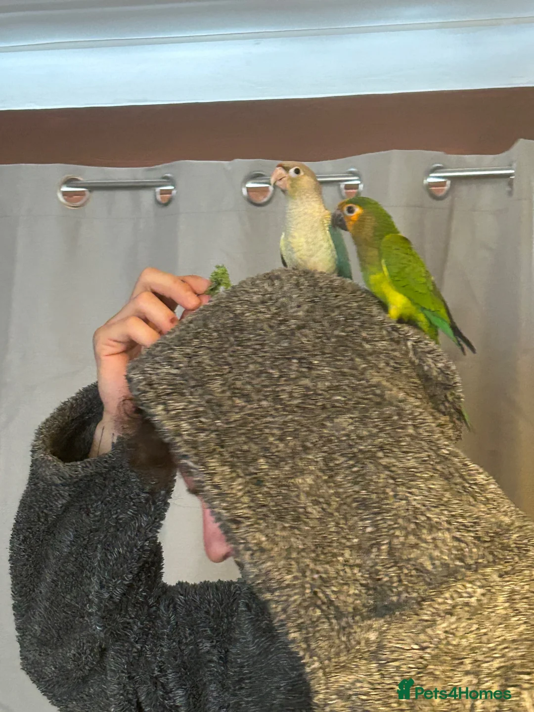 Conures birds for sale: Pair of conures in Ipswich - Advert 2