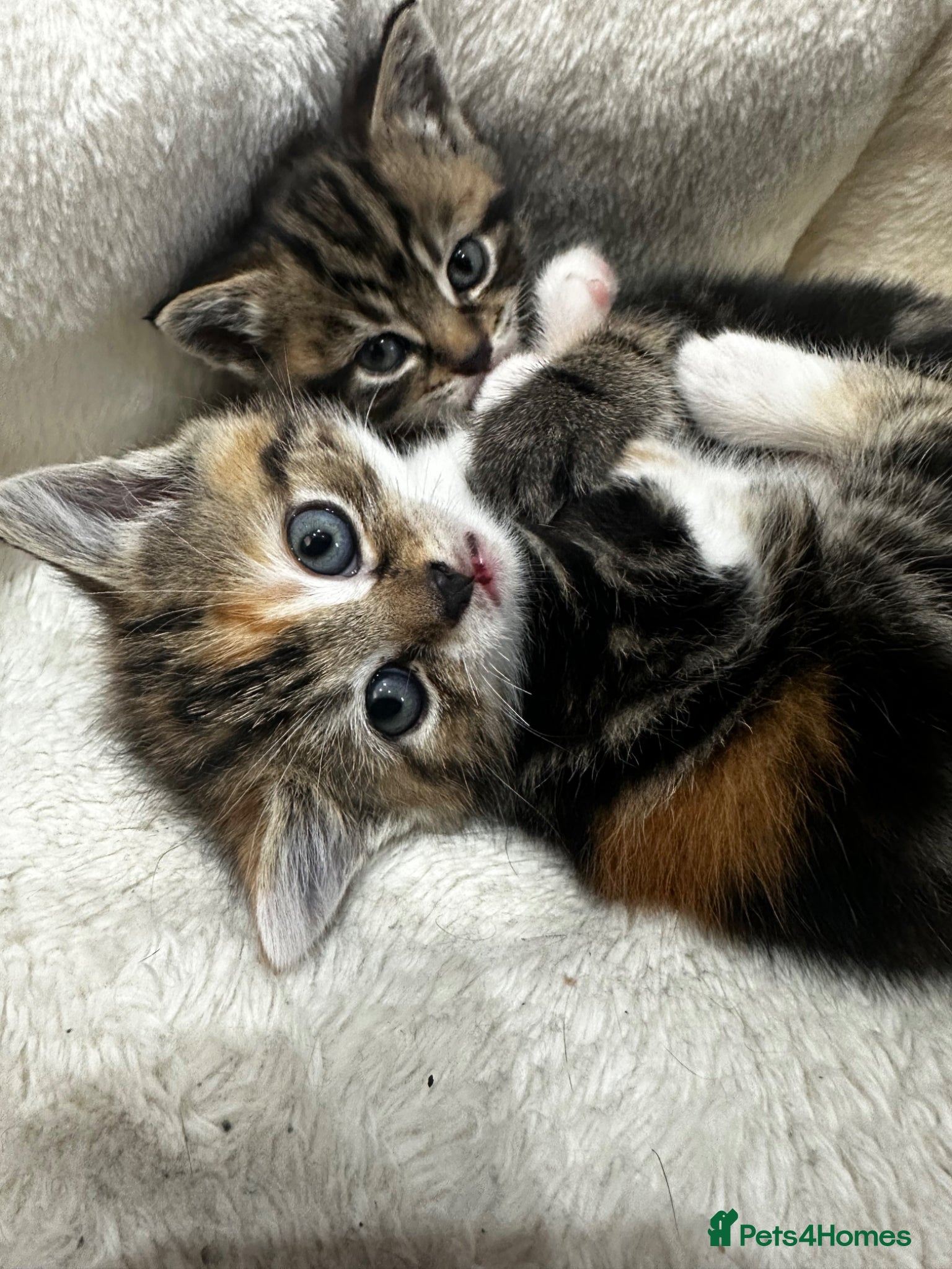 Mixed Breed cats Beautiful litter of female kittens - Advert 1