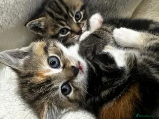 Mixed Breed cats Beautiful litter of female kittens - Advert 1