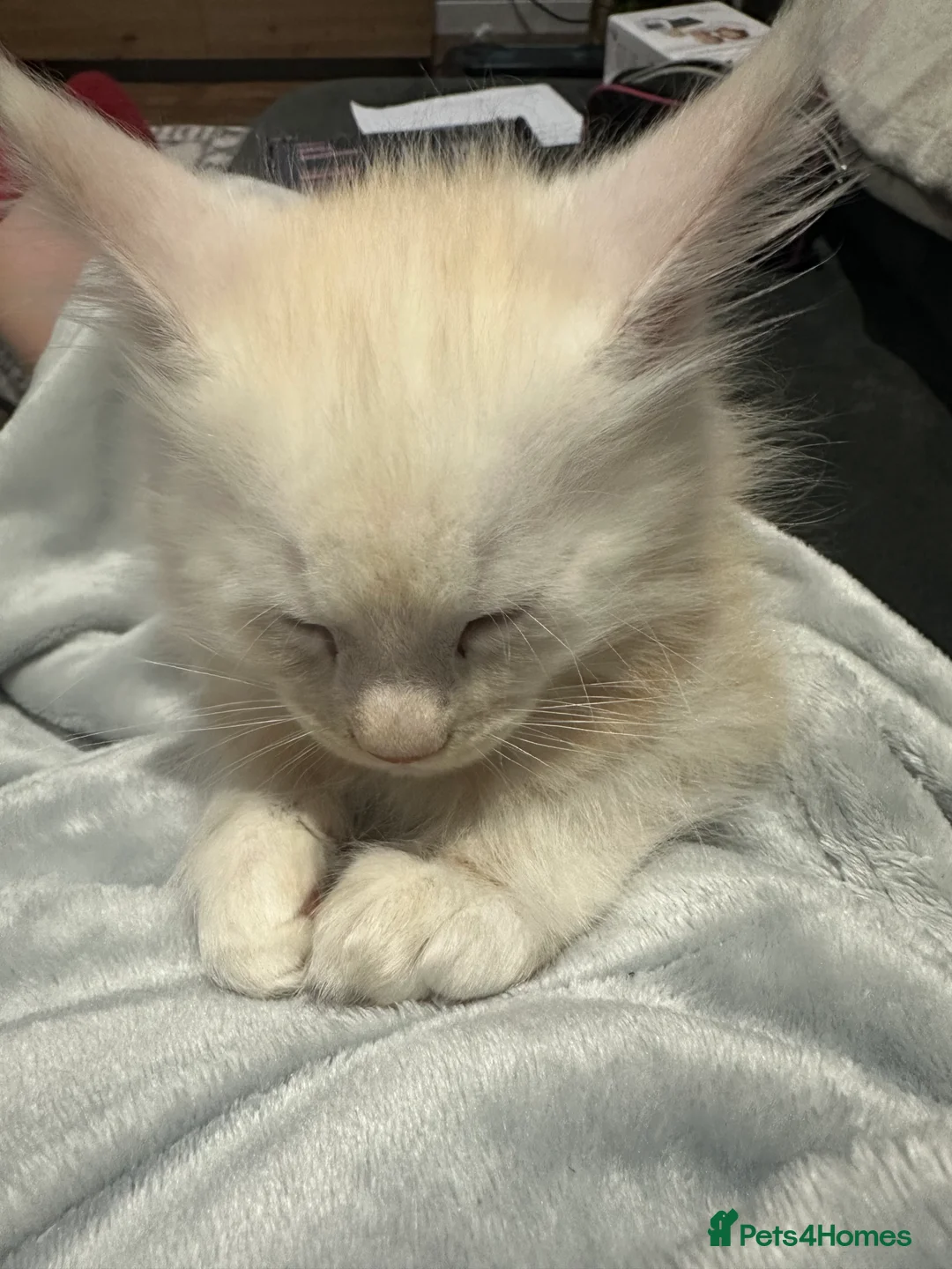 Maine Coon cats for sale: Kittens main coon in Nottingham - Advert 8