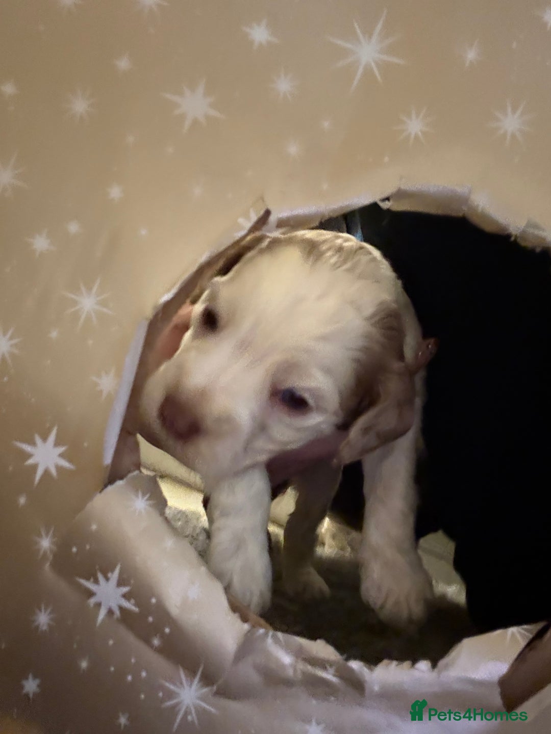 Cockapoo dogs for sale: 4 males and 1 female  - Advert 24