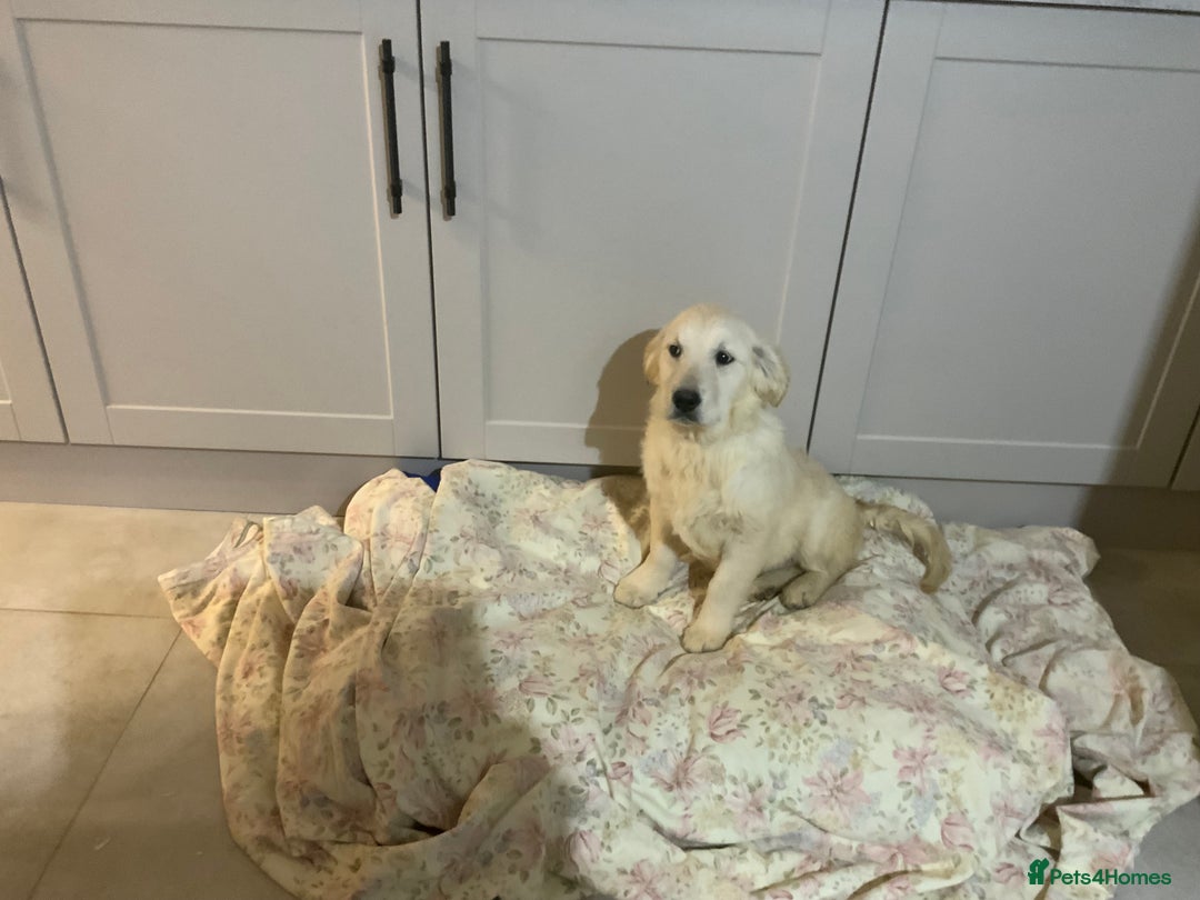 Golden Retriever dogs for sale: Golden Retrievers -Goadream kc  - Advert 5