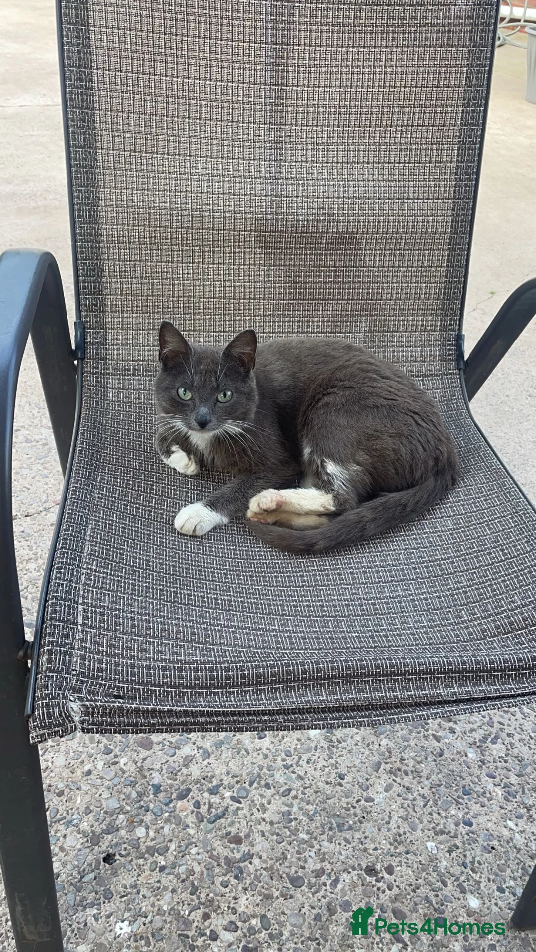 Mixed Breed cats for sale: Gorgeous female kitten - Advert 4