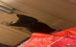 Mixed Breed cats for sale: 3 Beutiful kittens - Image 9