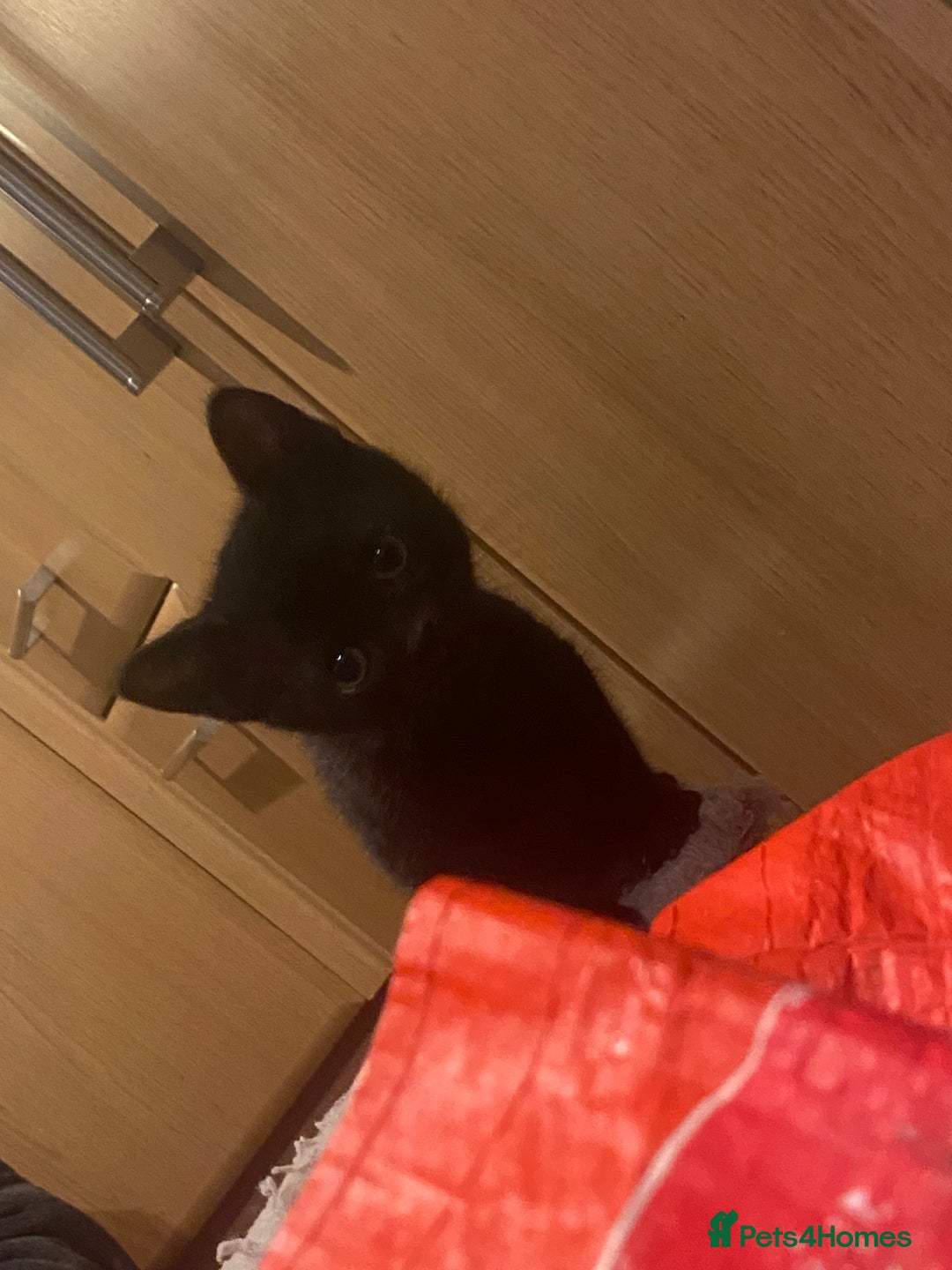 Mixed Breed cats for sale: 3 Beutiful kittens - Image 9