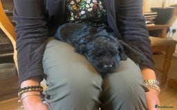 Cocker Spaniel dogs for sale: Gamekeeper bred working cockers - Image 4
