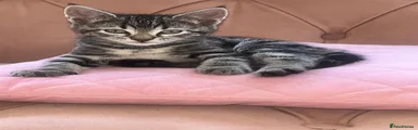 Mixed Breed Kitten 3