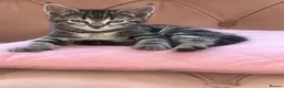 Mixed Breed cats for sale: Mixed marble litter - Advert 9