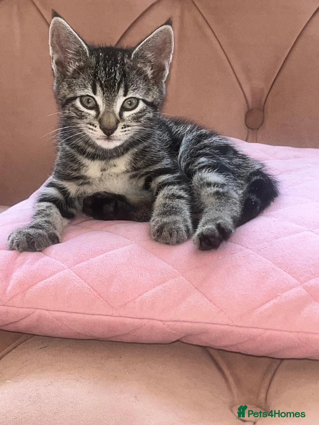 Mixed Breed cats for sale: Mixed marble litter - Advert 9