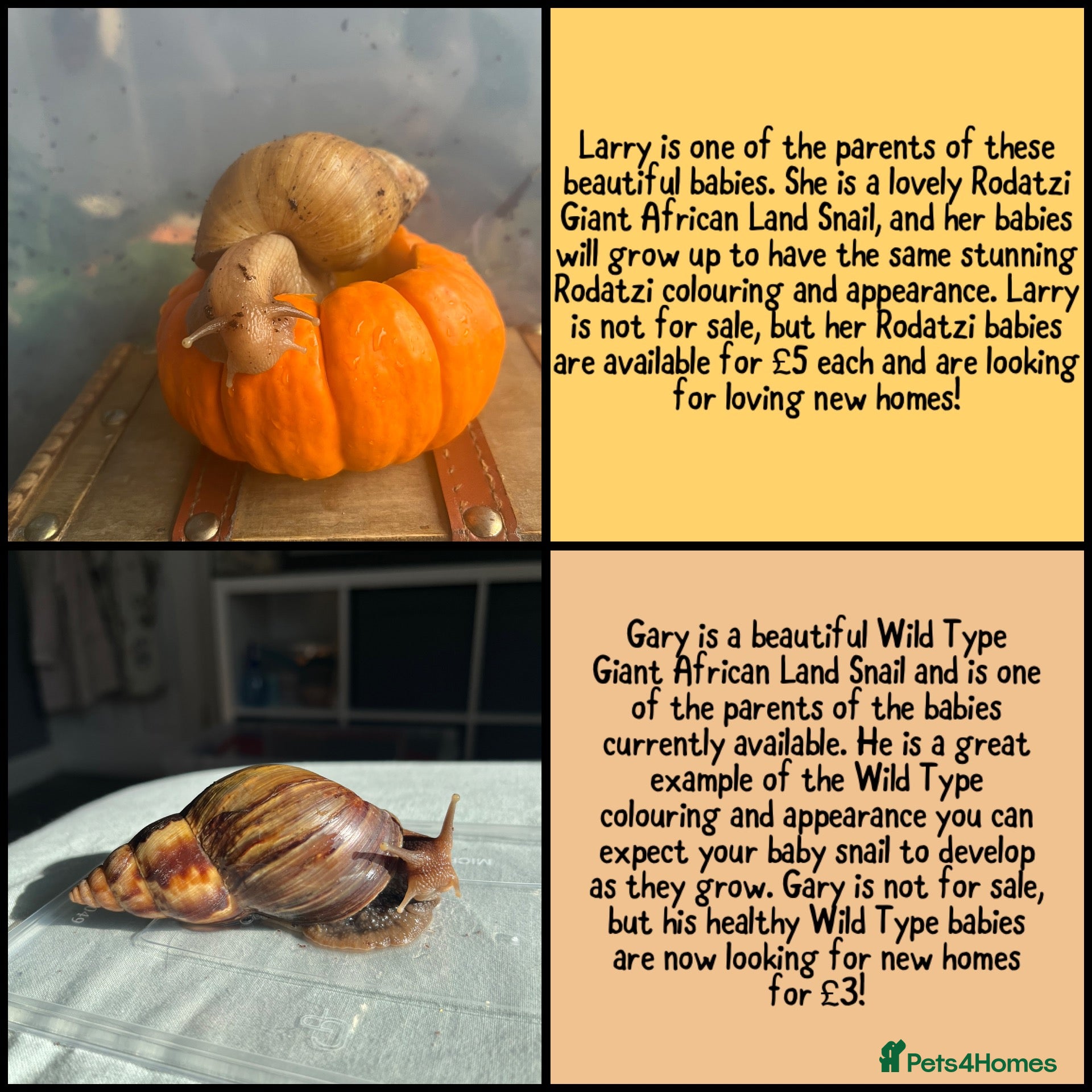 Snails invertebrates (URGENT) Giant African land snails (Lissa fulica) - Advert 19