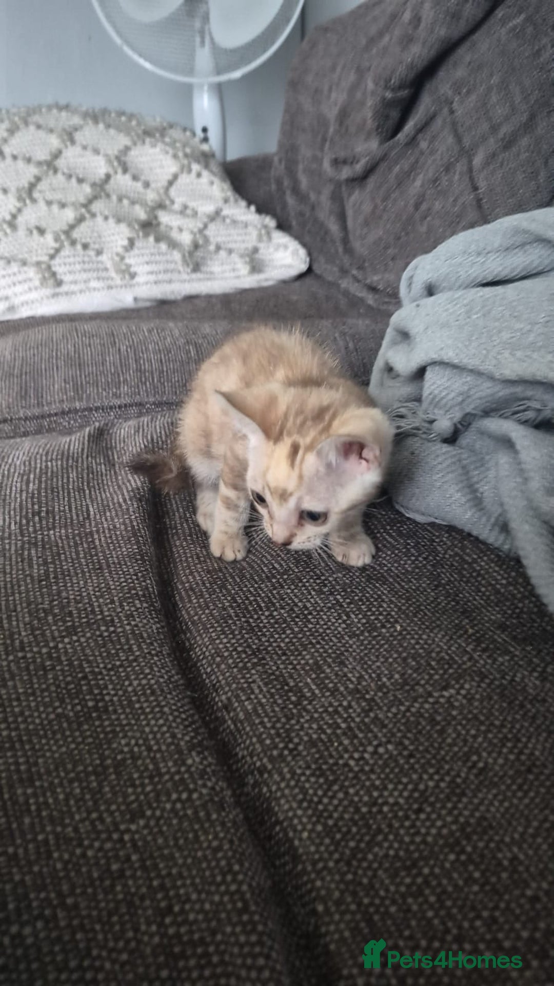 Bengal cats for sale: Beautiful bengal kittens  - Advert 17