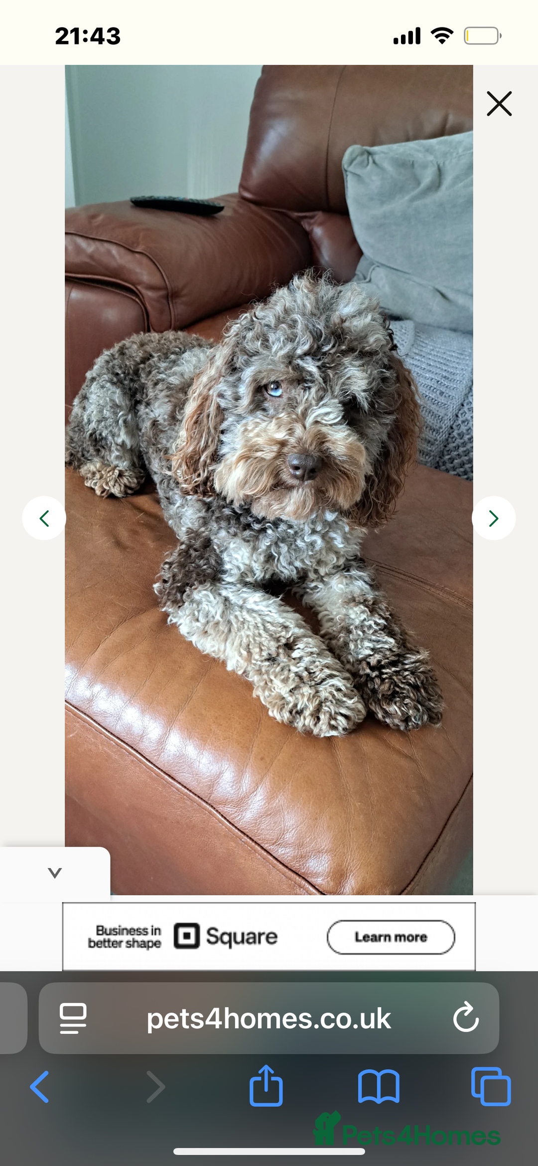 Cockapoo dogs for sale: Stunning F2 miniature cockapoo puppies  - Image 12