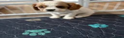 Cavalier King Charles Spaniel dogs for sale: DNA Tested Cavalier King Charles Puppies - Advert 9