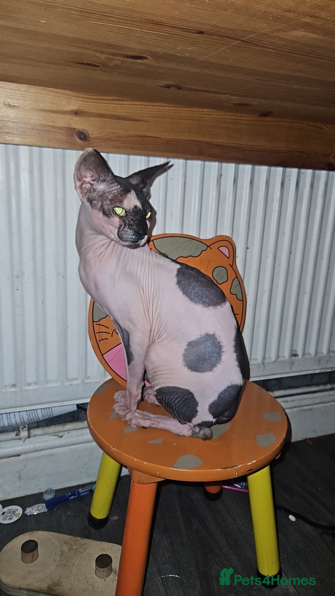 Sphynx cats for sale: Male sphynx cat for sale  - Advert 2