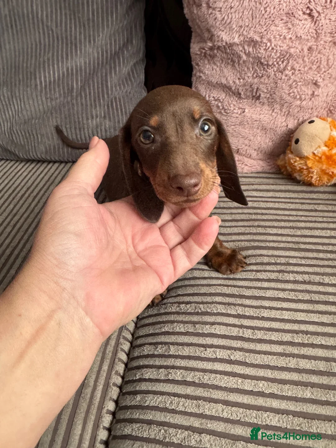Miniature Dachshund dogs for sale: Mini dachshund Boy - Advert 2