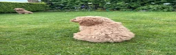 Cockapoo dogs for sale: Cockapoo Puppies!! 🐶  - Advert 33