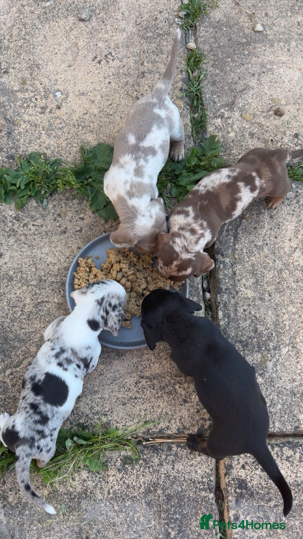 Miniature Dachshund dogs Miniature dachshunds for sale - Advert 3