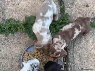 Miniature Dachshund dogs Miniature dachshunds for sale - Advert 1