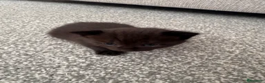 British Shorthair 2