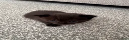 British Shorthair cats for sale: 6 adorable kittens - Advert 17